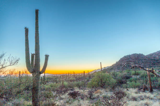 istock cactus with golden sunset and blue sky 1463421173