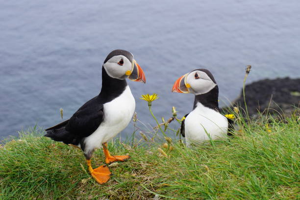 istock Pair of puffins 1463421468