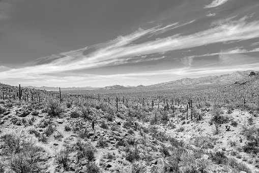 beautiful mountain desert landscape with cacti near Tuscon, Arizona