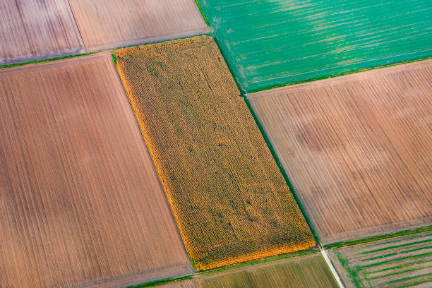 istock aerial of rural landscape with harmonic pattern of fields in sunset 1463421708