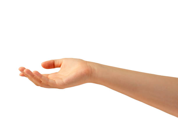 istock A woman's hand extended palm upwards isolated against a white background. 1463423619