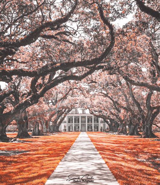 New Orleans cotton plantation