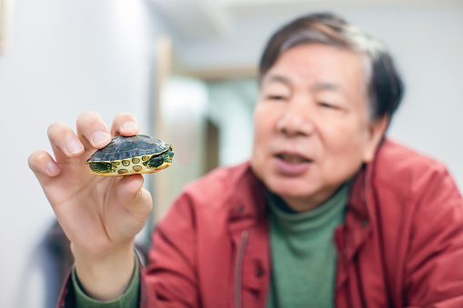 Grandfather happily looking at the pet turtle in his hand while sitting in the living room