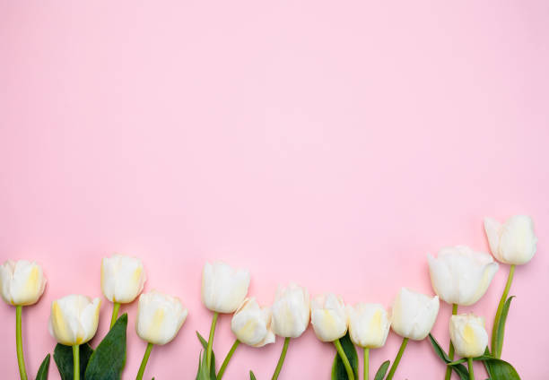 istock White beautiful tulips on a light pink background. 1463425569