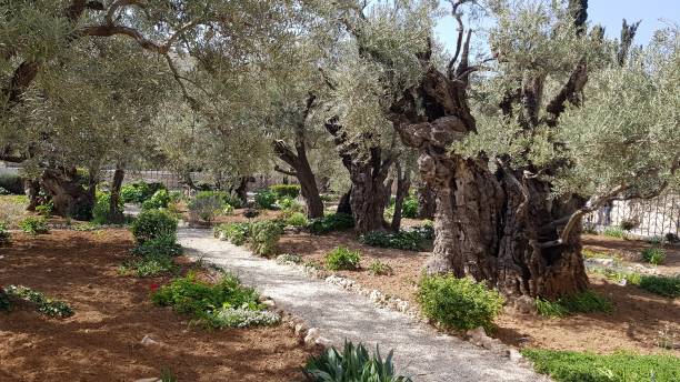 jérusalem et le jardin de gethsémani - garden of gethsemane photos et images de collection