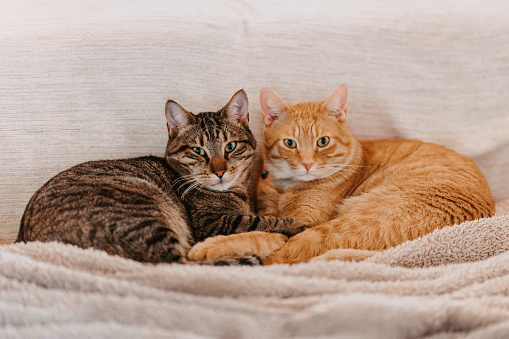 A grey and a red cat lying embraced together on the sofa. Selective focus. Color editing and added grain.