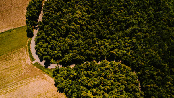 istock Aerial drone shot over a road and forest 1463429532