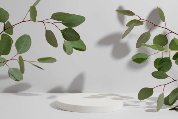 istock Empty white round podium and natural green eucalyptus branch with shadows on light grey background. Pedestal for product presentation. Mockup for beauty cosmetic advertising. Spring still life 1463429785