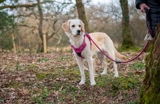 Young golden retriever dog walking in the park on a pink lead in woodland