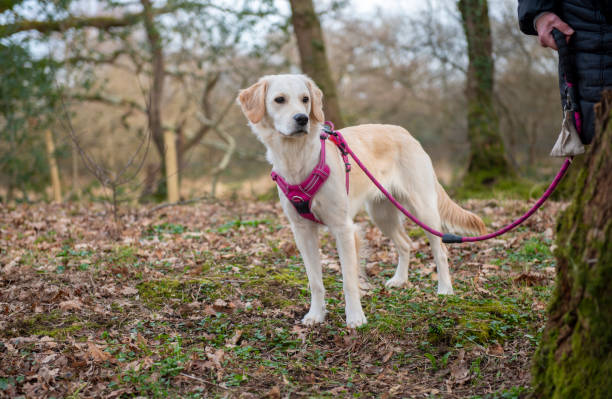 young golden retriever dog walking in the park on a pink lead with unrecognizable owner - dog walking retriever golden retriever imagens e fotografias de stock