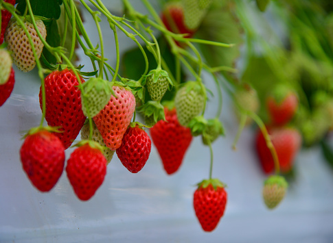 Strawberries grow in batches at a greenhouse in Mie Prefecture, Japan.