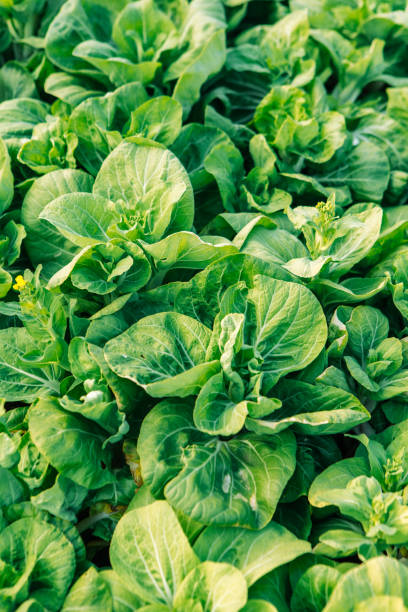 Chinese cabbage grown in the vegetable field