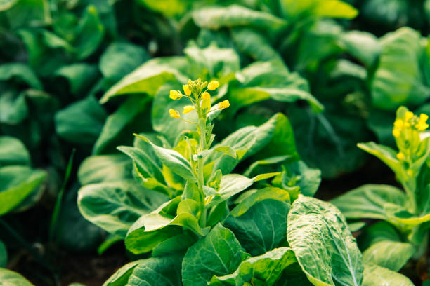Chinese cabbage grown in the vegetable field