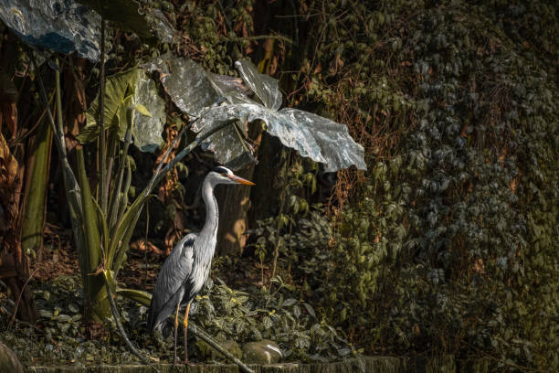 연꽃 연못 옆의 백로 - wading bird everglades national park egret 뉴스 사진 이미지