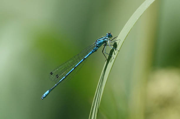 istock A common blue damselfly, enallagma cyathigerum, perching on a leaf against a defocused green background. 1463437789