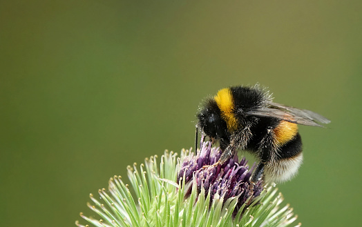 A closeup of a bumblebee alighting on a thistle against a green background.