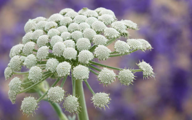 A beautiful closeup image of a moon carrot plant, seseli gummiferum, against a defocused purple background. Seseli gummiferum also known as moon carrot, in closeup against a defocused background. natural pattern pattern nature rock stock pictures, royalty-free photos & images