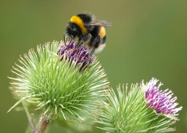 istock A bumblebee collecting pollen from a thistle against a green background. 1463437986