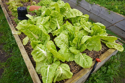 Cultivation and growth of chard in the organic family garden