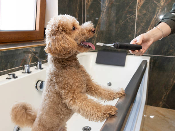 istock Dog Dental Health 1463440405