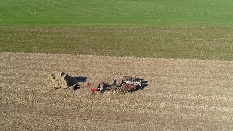 Aerial View of an Amish Man and Woman Harvesting Corn Stalks and Bailing