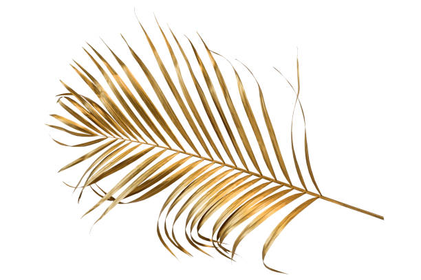 istock leaves of palm Gold color tree on white background. 1463442368