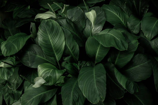 istock abstract green leaf texture, nature background, tropical leaf 1463442381