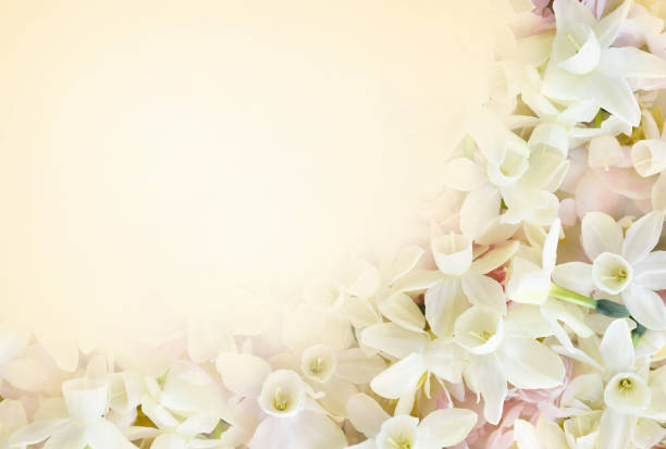 istock Blossoming white and light yellow daffodils and spring flowers festive background 1463442694