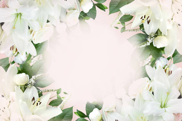 istock Delicate blooming festive white lily flowers frame, blossoming flower soft pastel background 1463442702