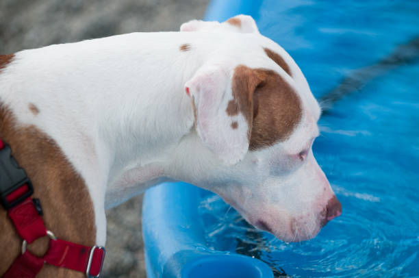 istock Shelter dog drinking out of a pool 1463444398