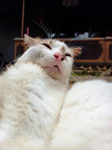 istock Black and white cat making selfie. Mixed cat, domestic cat. 1463444417