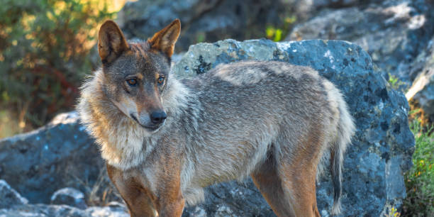 istock Iberian Wolf, Zamora, Spain 1463445059