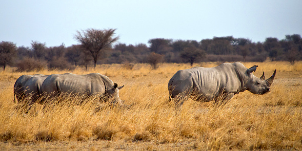 White Rhinoceros, Ceratotherium simum, Square-lipped Rhinoceros, Khama Rhino Sanctuary, Serowe, Botswana, Africa