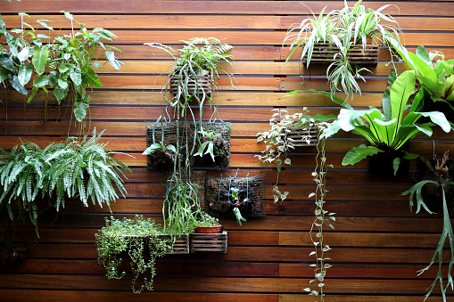 Natural potted plants hanging at plank wall