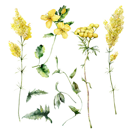 Watercolor meadow flowers set of bedstraw, celandine, tansy, bindweed and sage. Hand painted floral illustration isolated on white background. For design, print, fabric or background