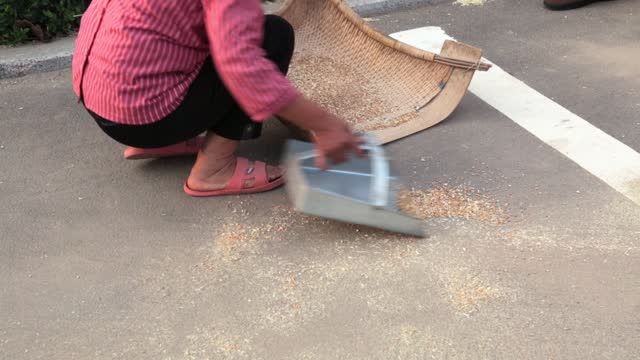 Collecting scattered grain, dirt with scoop, cleaning street, asphalt, pavement