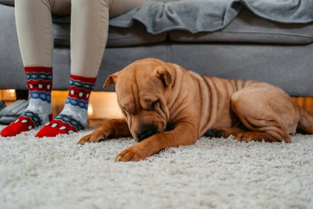 cão shar-pei sentado no chão ao lado de seu dono na sala de estar - shar pei dog beauty animal tongue - fotografias e filmes do acervo