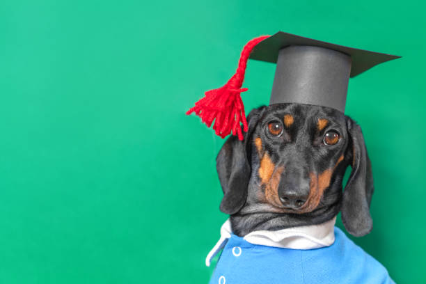 porträt eines dackelhundes in schuluniform schülerhut quastengrüner hintergrund - dog graduation hat school stock-fotos und bilder