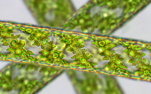 Algas verdes Spirogyra sp. bajo vista microscópica - Chlorophyta, Algas verdes photo