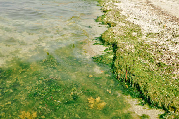 istock Swamp algae. Green algae patterns on the water. Green swamp. The polluted water were covered with film and algae. Green algae on water surface due to pollution of phosphates 1463450564