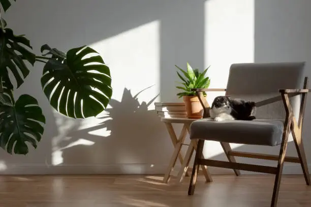 Photo of Scottish cat on gray chair in interior of living room. Homemade plans sansevieria, monstera, wooden decor. Light minimalistic scandinavian interior. Copy space