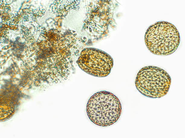 diatoms, algae under microscopic view, phytoplankton, fossils, silica, golden yellow algae - golden algae imagens e fotografias de stock