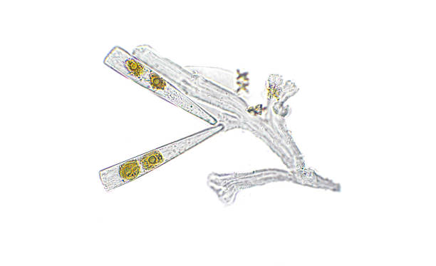 istock Licmophora sp. algae under microscopic view, diatoms, phytoplankton, fossils, silica, golden yellow algae 1463450847