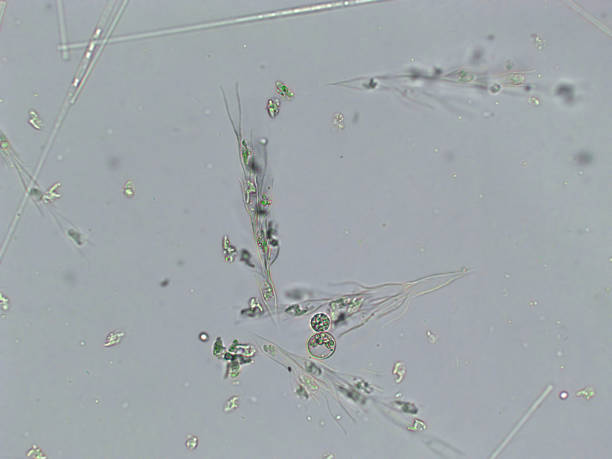 diatoms, algae under microscopic view, phytoplankton, fossils, silica, golden yellow algae - golden algae imagens e fotografias de stock