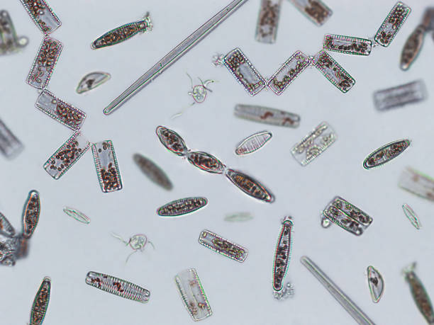 diatoms, algae under microscopic view, phytoplankton, fossils, silica, golden yellow algae - golden algae imagens e fotografias de stock