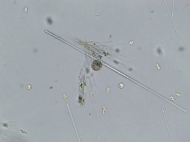 istock Diatoms, algae under microscopic view, phytoplankton, fossils, silica, golden yellow algae 1463452019