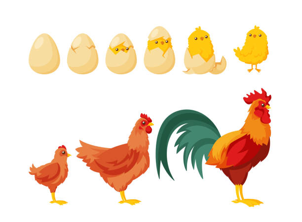 계란에서 부화하는 병아리. 계란에서 성인 암탉 또는 수탉 아이콘 세트로 성장의 과정. 만화 벡터 일러스트 레이 션 - animal egg eggs hatching evolution stock illustrations