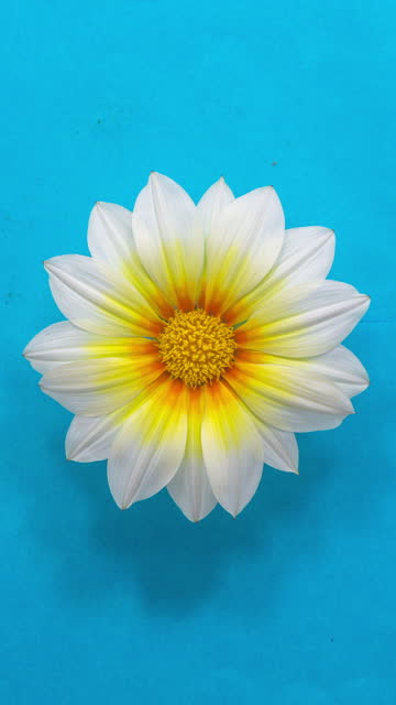 White Sun Flower - Sun Flower - Gazania blooming in a time lapse 4K video on a white background. Vertical time lapse in 9:16 ratio mobile phone and social media ready.