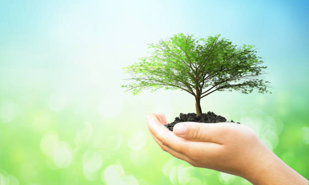istock ESG concept: Human hands holding big tree over blurred nature background 1463454991