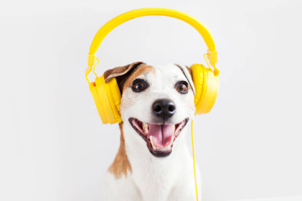 istock Cute dog with yellow headphones on a white 1463457324